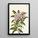 Laurier des montagnes Kalmia latifolia - Mary Vaux Walcott — ingelijst kunstwerk aan de muur