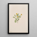 Fleur de musc Mimulus moschatus - Mary Vaux Walcott — ingelijst kunstwerk aan de muur