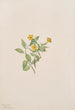 Fleur de musc Mimulus moschatus - Mary Vaux Walcott — weergave van het kunstwerk