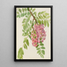 Robinier du Nouveau-Mexique Robinia neomexicana - Mary Vaux Walcott — ingelijst kunstwerk aan de muur
