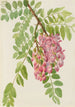 Robinier du Nouveau-Mexique Robinia neomexicana - Mary Vaux Walcott — weergave van het kunstwerk