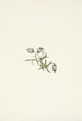 Compagnon penché Lychnis apetala - Mary Vaux Walcott — weergave van het kunstwerk