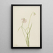 Oignon penché Allium cernuum - Mary Vaux Walcott — ingelijst kunstwerk aan de muur