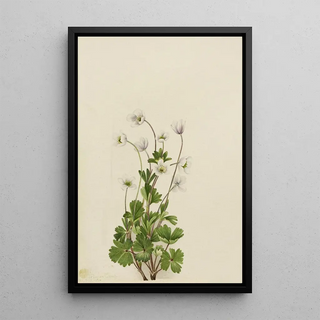 Mary Vaux Walcott - Northern Anemone Anemone parviflora.webp