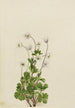 Anémone du Nord Anemone parviflora - Mary Vaux Walcott — weergave van het kunstwerk