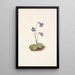 Grassette du Nord Pinguicula vulgaris - Mary Vaux Walcott — ingelijst kunstwerk aan de muur