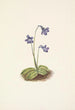 Grassette du Nord Pinguicula vulgaris - Mary Vaux Walcott — weergave van het kunstwerk