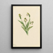 Sabot de Vénus du Nord Cypripedium passerinum - Mary Vaux Walcott — ingelijst kunstwerk aan de muur