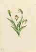 Sabot de Vénus du Nord Cypripedium passerinum - Mary Vaux Walcott — weergave van het kunstwerk