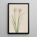 Oignon du Nord Allium sibiricum - Mary Vaux Walcott — ingelijst kunstwerk aan de muur