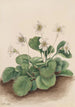 Clochettes d'Oconee Shortia galacifolia - Mary Vaux Walcott — weergave van het kunstwerk