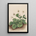 Clochettes d'Oconee Shortia galacifolia - Mary Vaux Walcott — ingelijst kunstwerk aan de muur