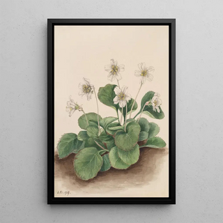 Mary Vaux Walcott - OconeeBells Shortia galacifolia.webp