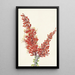 Ocotillo Fouquieria splendens - Mary Vaux Walcott — ingelijst kunstwerk aan de muur
