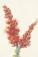 Ocotillo Fouquieria splendens - Mary Vaux Walcott — weergave van het kunstwerk