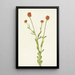 Polygale orange Polygala lutea - Mary Vaux Walcott — ingelijst kunstwerk aan de muur