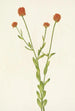 Polygale orange Polygala lutea - Mary Vaux Walcott — weergave van het kunstwerk