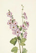 Mauve globe à œil orange Sphaeralcea davidsonii - Mary Vaux Walcott — weergave van het kunstwerk