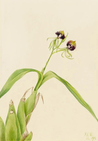 Mary Vaux Walcott - Orchid Epidendrum cochleatum.webp