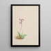 Orchis Orchis rotundifolia - Mary Vaux Walcott — ingelijst kunstwerk aan de muur