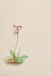 Orchis Orchis rotundifolia - Mary Vaux Walcott — weergave van het kunstwerk