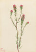 Trèfle uil Orthocarpus tenuifolius - Mary Vaux Walcott — weergave van het kunstwerk