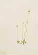 Oxytropis aepicola - Mary Vaux Walcott — weergave van het kunstwerk