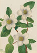 Cornouiller du Pacifique Cornus nuttallii - Mary Vaux Walcott — weergave van het kunstwerk