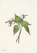 Trille golvend Trillium undulatum - Mary Vaux Walcott — weergave van het kunstwerk