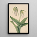 Sabot de la Vierge pâle Cypripedium acaule - Mary Vaux Walcott — ingelijst kunstwerk aan de muur