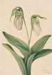 Sabot de la Vierge pâle Cypripedium acaule - Mary Vaux Walcott — weergave van het kunstwerk