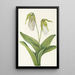 Sabot de la Vierge pâle Cypripedium acaule - Mary Vaux Walcott — ingelijst kunstwerk aan de muur