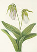 Sabot de la Vierge pâle Cypripedium acaule - Mary Vaux Walcott — weergave van het kunstwerk