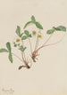 Fraisier pâle Fragaria glauca - Mary Vaux Walcott — weergave van het kunstwerk