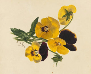 Gedachten - Mary Vaux Walcott — weergave van het kunstwerk