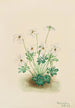 Violette pensée Viola pedata - Mary Vaux Walcott — weergave van het kunstwerk