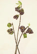 Asiminier trilobé Asimina triloba - Mary Vaux Walcott — weergave van het kunstwerk