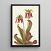 Sarracénie perroquet Sarracenia psittacina - Mary Vaux Walcott — ingelijst kunstwerk aan de muur