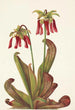 Sarracénie perroquet Sarracenia psittacina - Mary Vaux Walcott — weergave van het kunstwerk