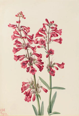 Mary Vaux Walcott - Parrys Penstemon Penstemon parryi.webp