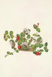 Mitchella rampante Mdtchella repens - Mary Vaux Walcott — weergave van het kunstwerk