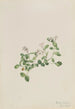 Mitchella rampante Mitchella repena - Mary Vaux Walcott — weergave van het kunstwerk