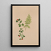 Mitchella rampante Mitchella repens - Mary Vaux Walcott — ingelijst kunstwerk aan de muur