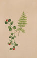 Mitchella rampante Mitchella repens - Mary Vaux Walcott — weergave van het kunstwerk