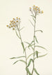 Immortelle perle Anaphalis margaritacea - Mary Vaux Walcott — weergave van het kunstwerk