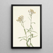 Immortelle perle Anaphalis margaritacea - Mary Vaux Walcott — ingelijst kunstwerk aan de muur