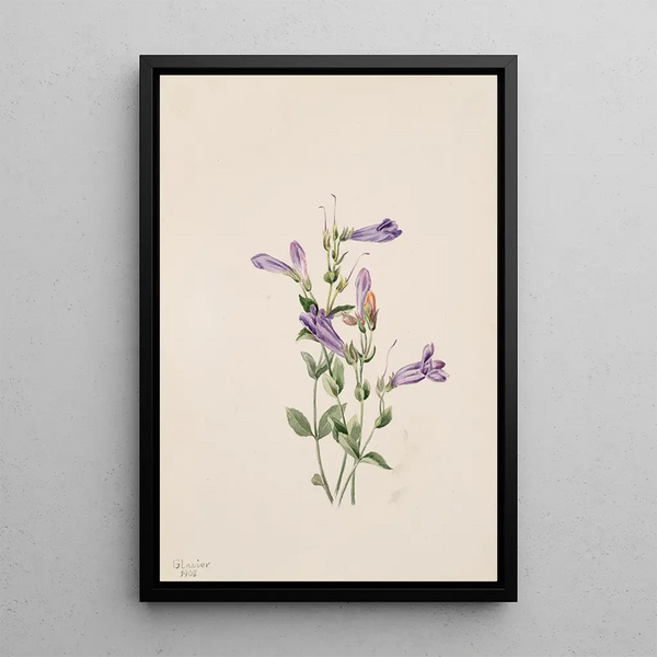 Mary Vaux Walcott - Penstemon Penstimon fruiticosus.webp