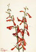 Penstémon barbu Pentstemon barbatus - Mary Vaux Walcott — weergave van het kunstwerk