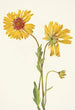 Gaillarde vivace Gaillardia aristata - Mary Vaux Walcott — weergave van het kunstwerk