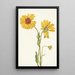 Gaillarde vivace Gaillardia aristata - Mary Vaux Walcott — ingelijst kunstwerk aan de muur